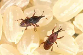 夏天大米容易生米虫，教你1个小妙招，米袋子里1个米虫也长不出来图片