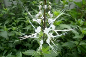 它是农村的金贵植物却常被铲除，被称为民间“肾茶”图片
