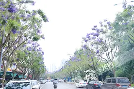 重庆大学城蓝花楹开一条街，紫色一片，太梦幻！具体赏花地址在…图片