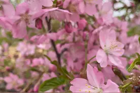 杭州新增两条绝美樱花大道！在你家附近吗？图片