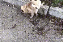 搞笑GIF：哥们，你家狗子还会点功夫，倒立走路图片