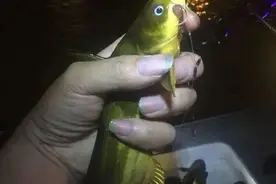 浙江河道黄颡鱼泛滥成灾，且个头肥硕惊人，谁来治治它们图片