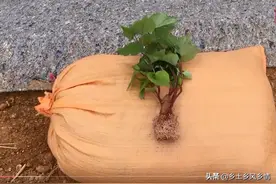 蛇皮袋种红薯，方法简单省事又省地方，几个月后就能收获一大袋图片