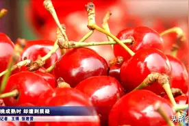 有人说市面上99%的樱桃都使用了膨大剂？检测结果出来了：说法不实图片