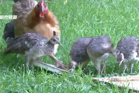 小孔雀初长成“鸡妈妈”不离不弃相处和谐图片