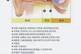 耳的生理结构图图片