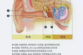 耳的生理结构图图片