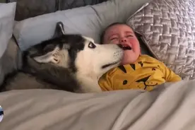 二哈听到宝宝哭后，立马跑到卧室，女主人进屋却被暖哭了图片