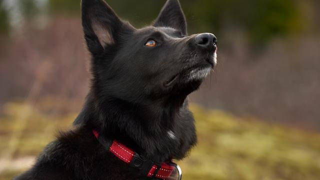 黑色金毛犬图片大全,为什么少人养"黑色的狗",其实原因你都懂 - 凑外