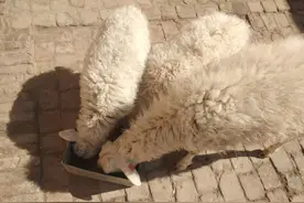 养羊“6不喂”，不懂的人还在犹豫，懂行的人已经赚得盆满钵满图片