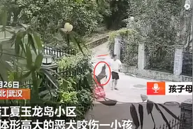 武汉6岁男童被烈性犬咬伤，狗主人态度嚣张不承认：我家狗不咬人图片