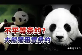 加拿大熊猫提前回国的背后，各国争抢的不平等条约，熊猫租借条约图片