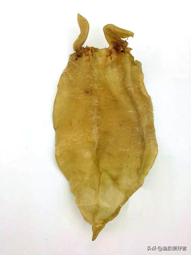 北海阴阳胶鱼胶好不好 北海阴阳鱼胶是什么鱼