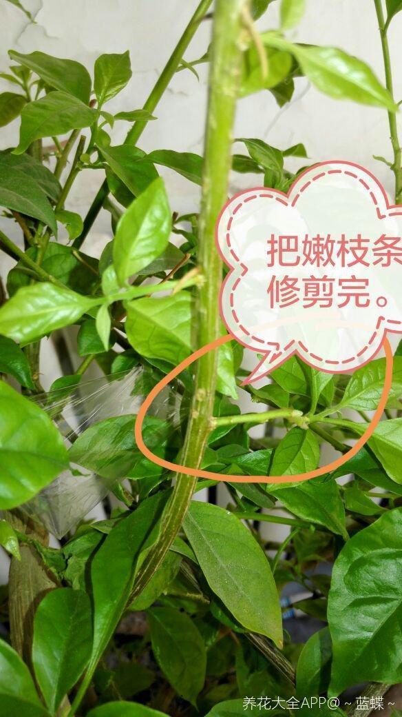 三角梅高空压条法,比扦插繁殖更容易,成活率超高