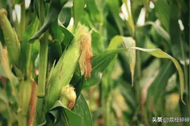 都是玉米，买“黄玉米”还是“白玉米”？教你一招，别再买错了图片