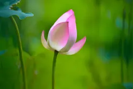 烟雨江南，惹人醉图片