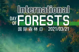 森林恢复，是人类一项永恒的叙事图片