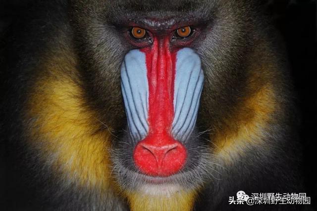 “高质量”求爱大作战，果然画风清奇