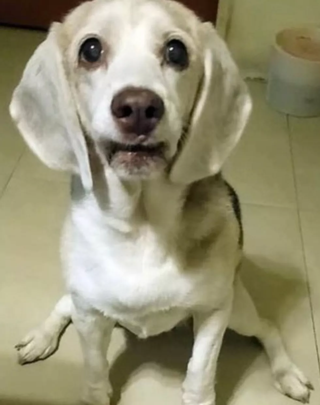 翻看旧照片发现，狗子居然养着养着变色了