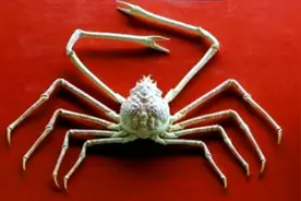 罕见"巨型杀人蟹蜘蛛蟹" 原来如此图片