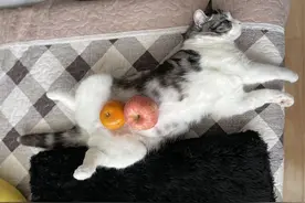 顶级游资干货分享之炒股养家图片