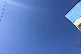 大雁南飞！图片