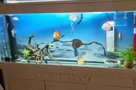 新手养鱼系列（之四） 新手繁殖，小鱼苗之措手不及图片