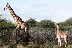 科学家在非洲发现两只“侏儒”长颈鹿，脖子不短，但是身体像马图片