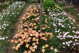 夏季下雨后就不断开花的风雨兰，有人把它当作韭菜，误食会中毒图片