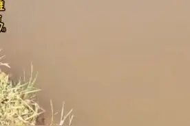 为什么说水浑也是水产养殖的一大天敌？图片