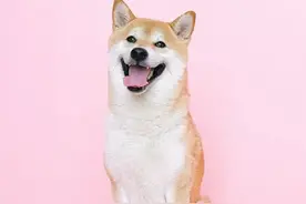 为什么有人会爱狗如命？经历过这些，你可能就会理解图片