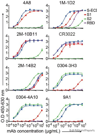 不结合RBD的抗体也能中和SARS-CoV-2