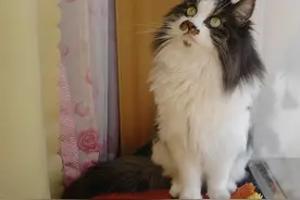 我的猫娃子已经16岁了，它叫猪猪，因为它我16年未叠被子图片