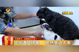 长沙想养犬的人注意！这个地方可以认养图片