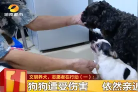 长沙想养犬的人注意！这个地方可以认养图片