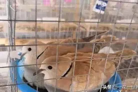 一只不到5两重，市场价50元一斤供不应求，农民：敢养的人不多图片