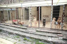 青岛嫚与250只流浪猫狗的抗疫日常：再难也要活下去图片
