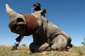 犀牛角之殇：一旦和壮阳扯上关系，物种离灭绝就不远了图片