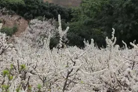 在云南，做一个“花吃”，挺好图片