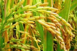 为什么从前那么多人种地，粮食还不够吃？图片