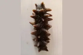 世界上有多少种海参？什么样的海参可以食用？图片