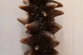世界上有多少种海参？什么样的海参可以食用？图片