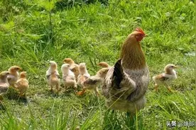 3年以上老母鸡，5年以上老麦，有人到农村高价收购，有啥作用？图片