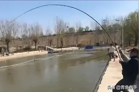 黑坑钓青鱼：主线外铅、长短子线挂铅、无铅无漂钓法的优势与特点图片