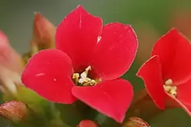 长寿花叶子发软怎么办图片