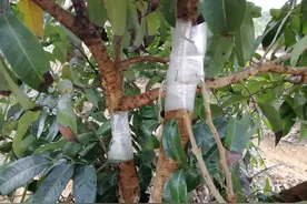 荔枝嫁接品种不亲和怎么办？搭桥手术来帮忙图片