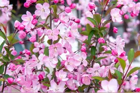 南汇桃花村/新场古镇……这场浦东的花之约，你来了吗？图片