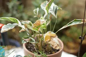 入冬太干燥，植物干尖黄叶，6个方法解决，第6个最方便最有效图片