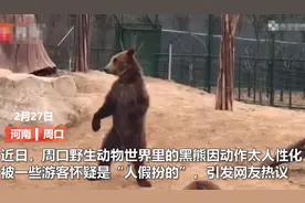 网传河南野生动物园用人假扮黑熊揽客，工作人员哭笑不得：是真熊图片