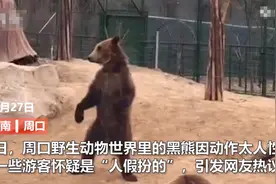 网传河南野生动物园用人假扮黑熊揽客，工作人员哭笑不得：是真熊图片